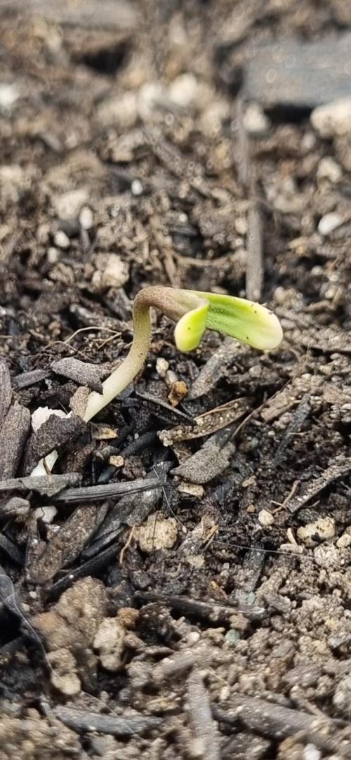 12h from seed Pound Cake Auto. Week 0 - 10/12 - 23h30 getting green