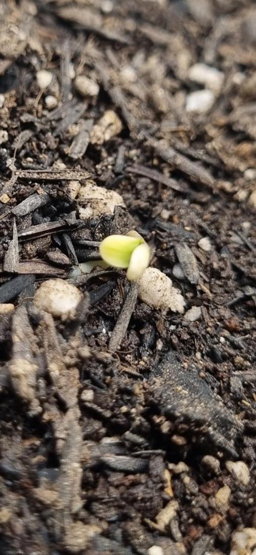 12h from seed Pound Cake Auto. Week 0 - 10/12 - 23h30 second pound getting green