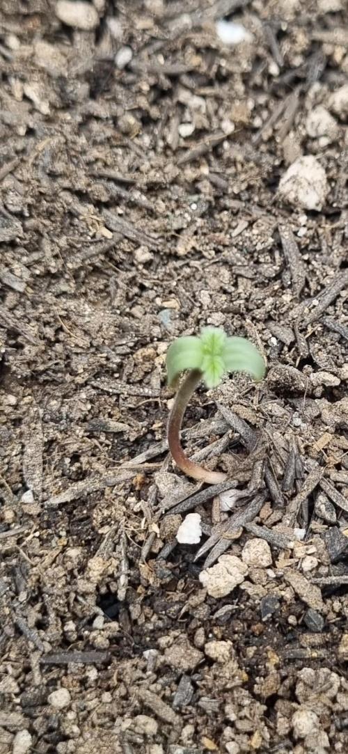 12h from seed Pound Cake Auto. Week 1 - 11/12 - 1st day