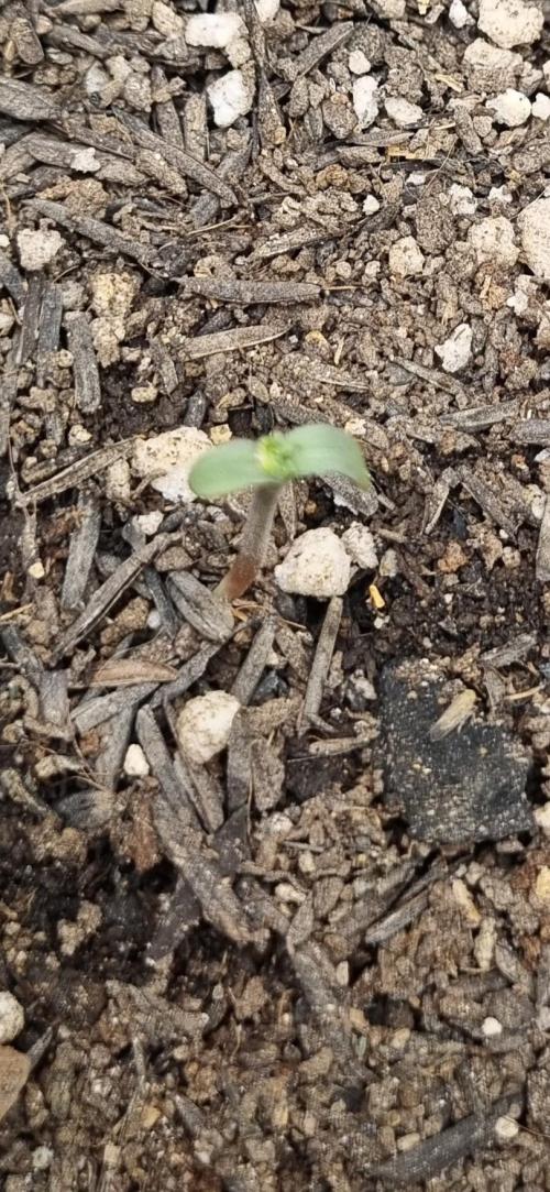 12h from seed Pound Cake Auto. Week 1 - 11/12 second pound