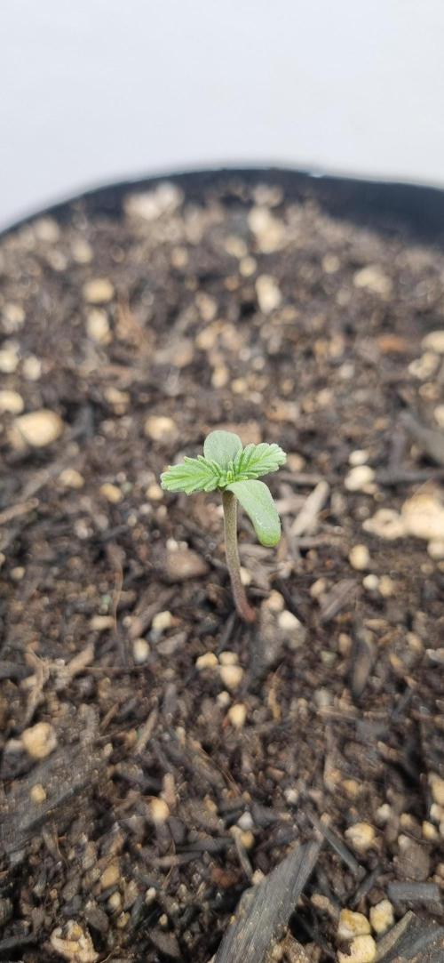 12h from seed Pound Cake Auto. Week 1 - 12/12 - 2d