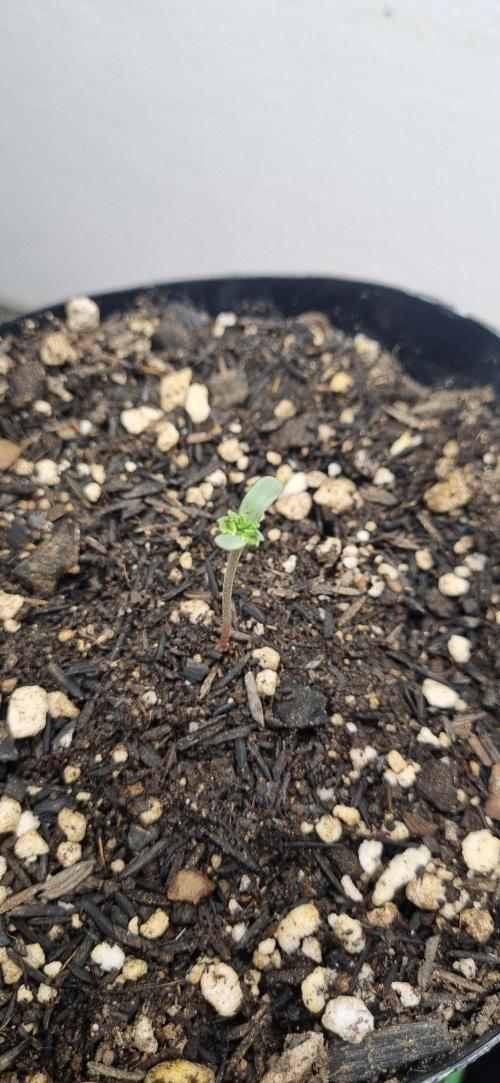 12h from seed Pound Cake Auto. Week 1 - 12/12 second pound