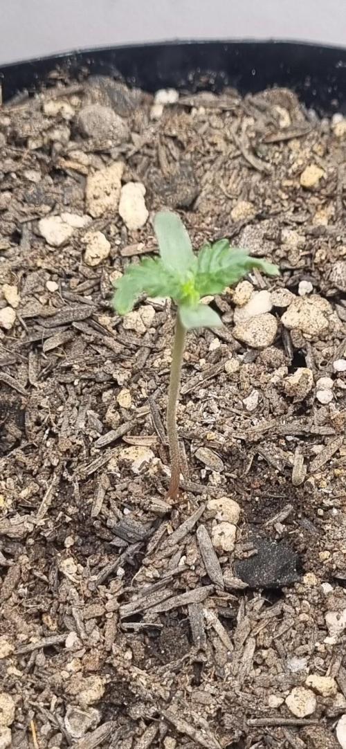 12h from seed Pound Cake Auto. Week 1 - 13/12 - 3d