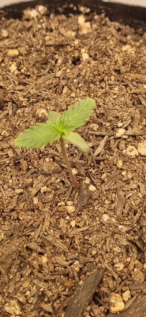 12h from seed Pound Cake Auto. Week 1 - 13/12 second pound