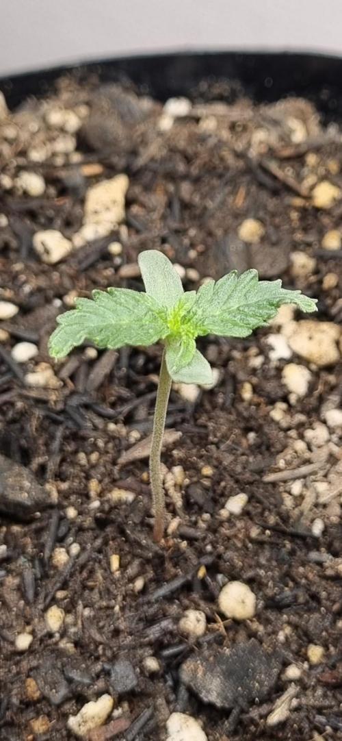 12h from seed Pound Cake Auto. Week 1