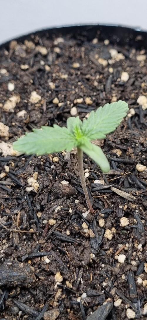 12h from seed Pound Cake Auto. Week 1 - 14/12 - 4d