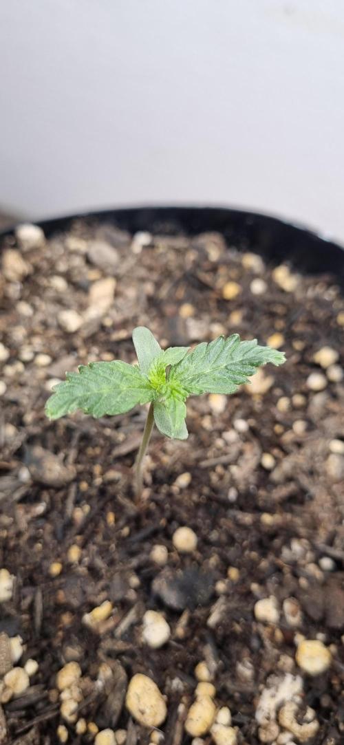 12h from seed Pound Cake Auto. Week 1 - 15/12 - 5 d