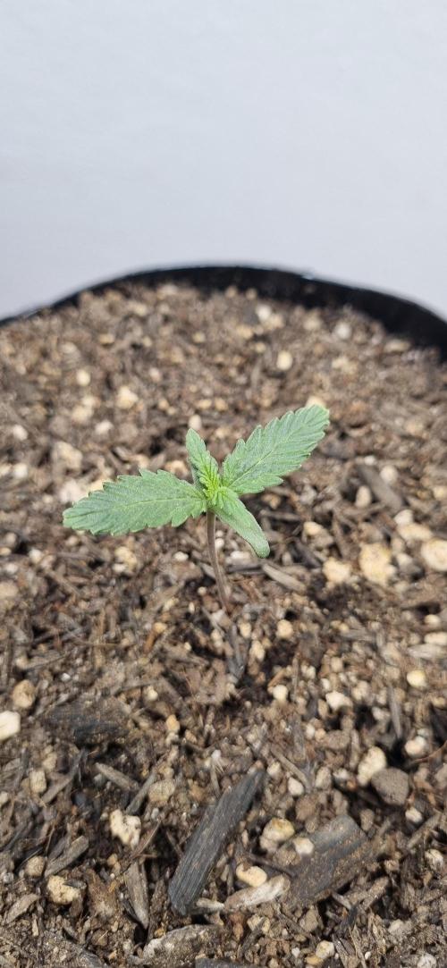 12h from seed Pound Cake Auto. Week 1