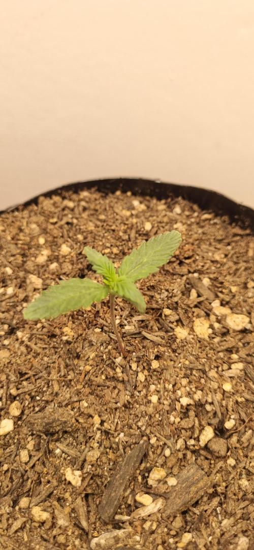 12h from seed Pound Cake Auto. Week 1 - 17/12 - 7 d