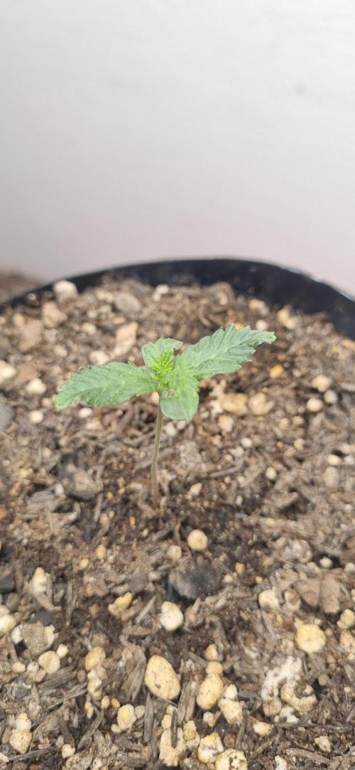 12h from seed Pound Cake Auto. Week 1