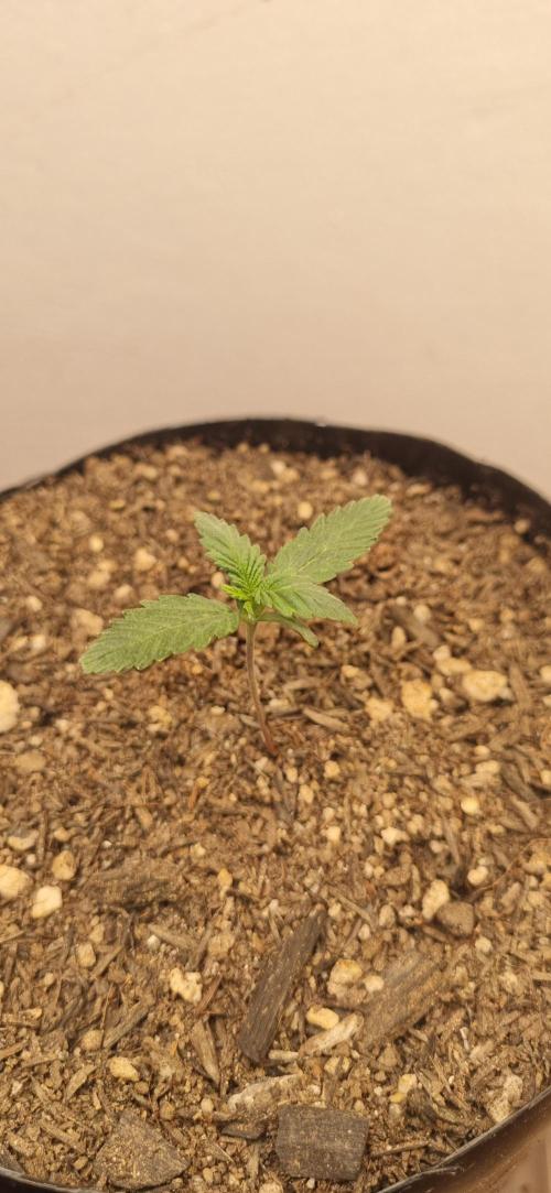 12h from seed Pound Cake Auto. Week 2 - 18/12 - 8d