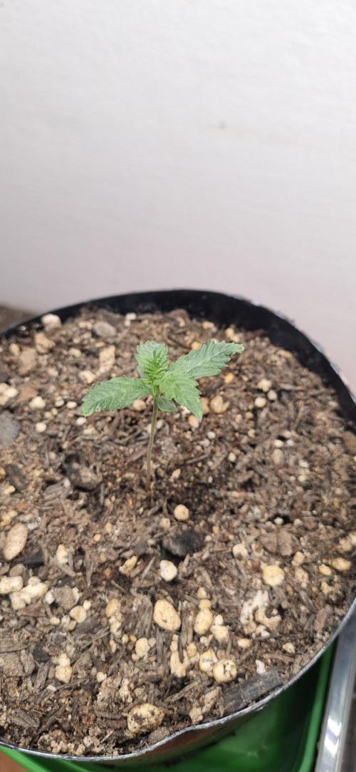 12h from seed Pound Cake Auto. Week 2