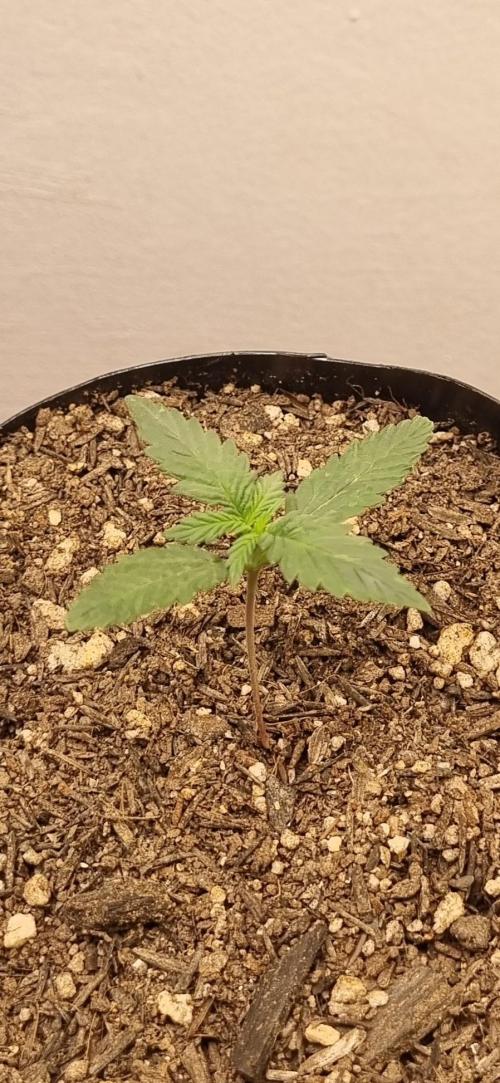 12h from seed Pound Cake Auto. Week 2 - 20/12 - 10d