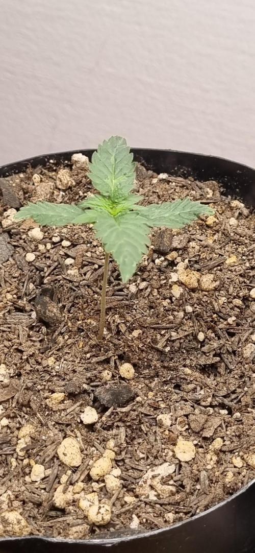 12h from seed Pound Cake Auto. Week 2
