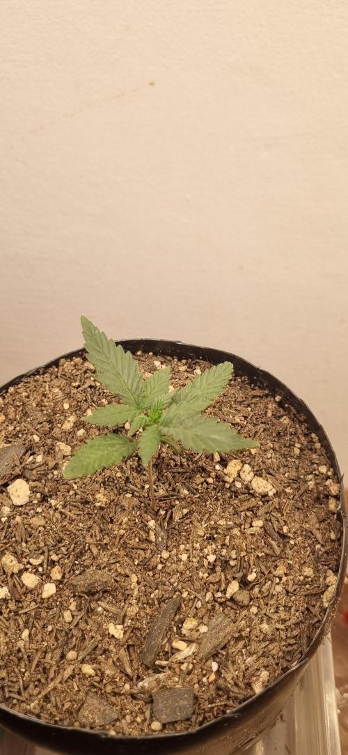 12h from seed Pound Cake Auto. Week 2 - 22/12 - 12d