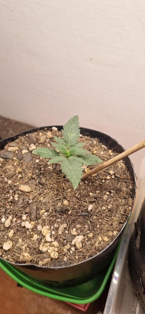 12h from seed Pound Cake Auto. Week 2