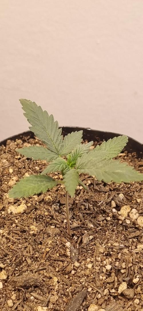 12h from seed Pound Cake Auto. Week 2 - 23/12- 13d
