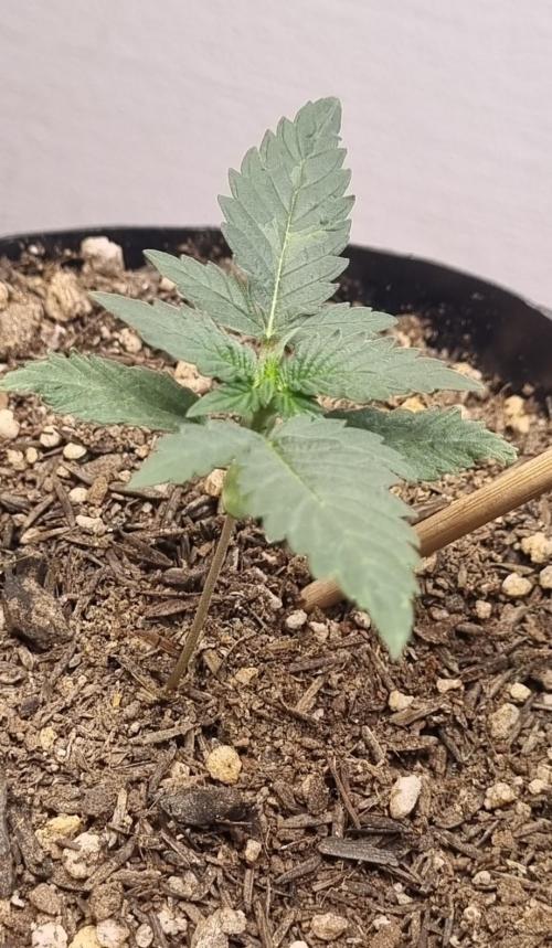 12h from seed Pound Cake Auto. Week 2