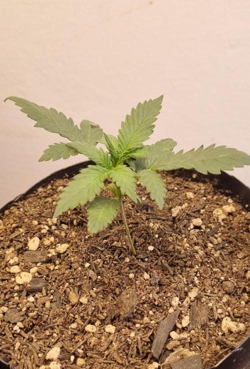 12h from seed Pound Cake Auto. Week 3 - 26/12 - 16d