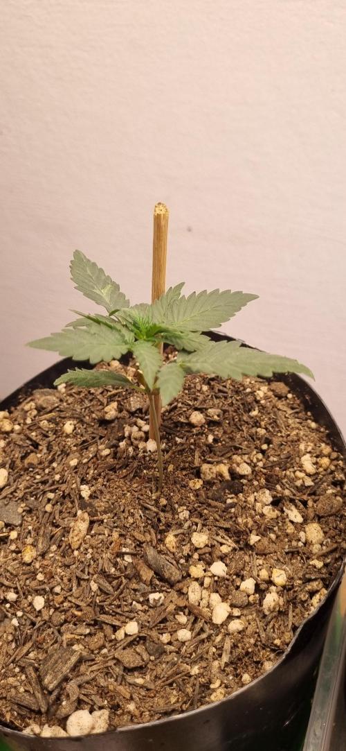 12h from seed Pound Cake Auto. Week 3