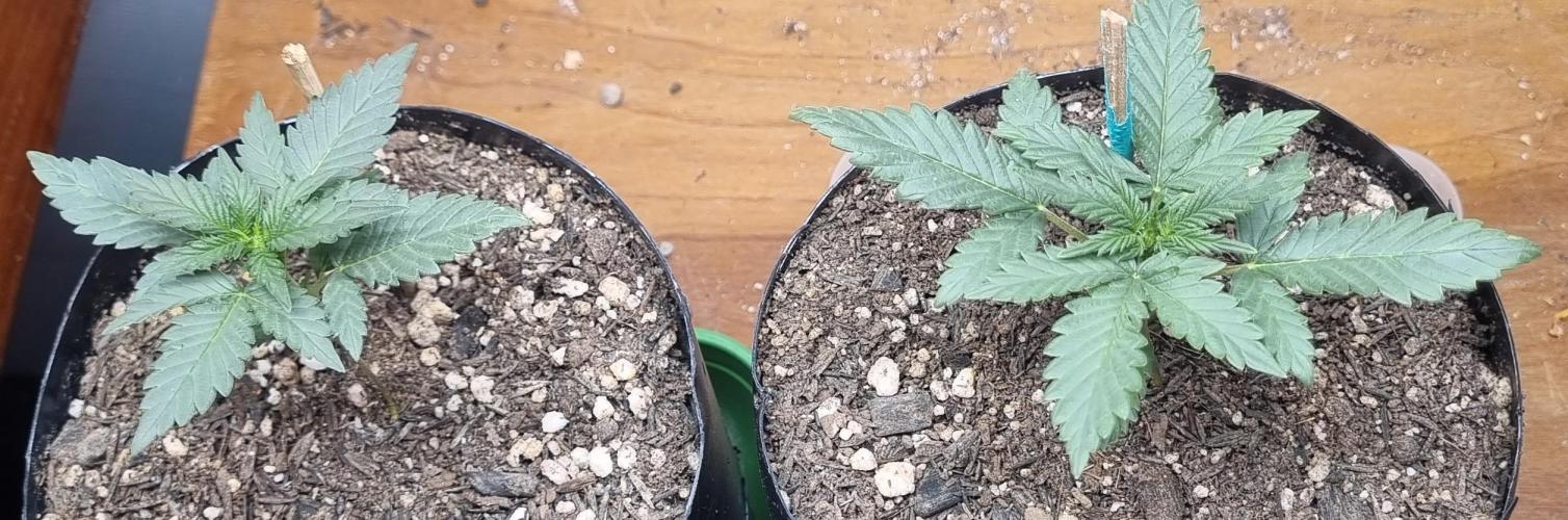 12h from seed Pound Cake Auto. Week 3 - 28/12 - 18d