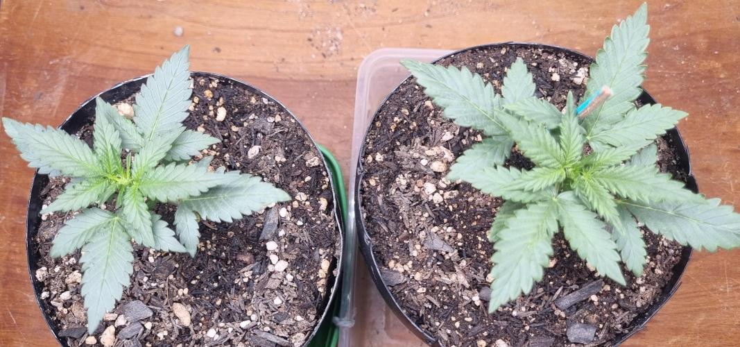 12h from seed Pound Cake Auto. Week 3 - 29/12 - 19d