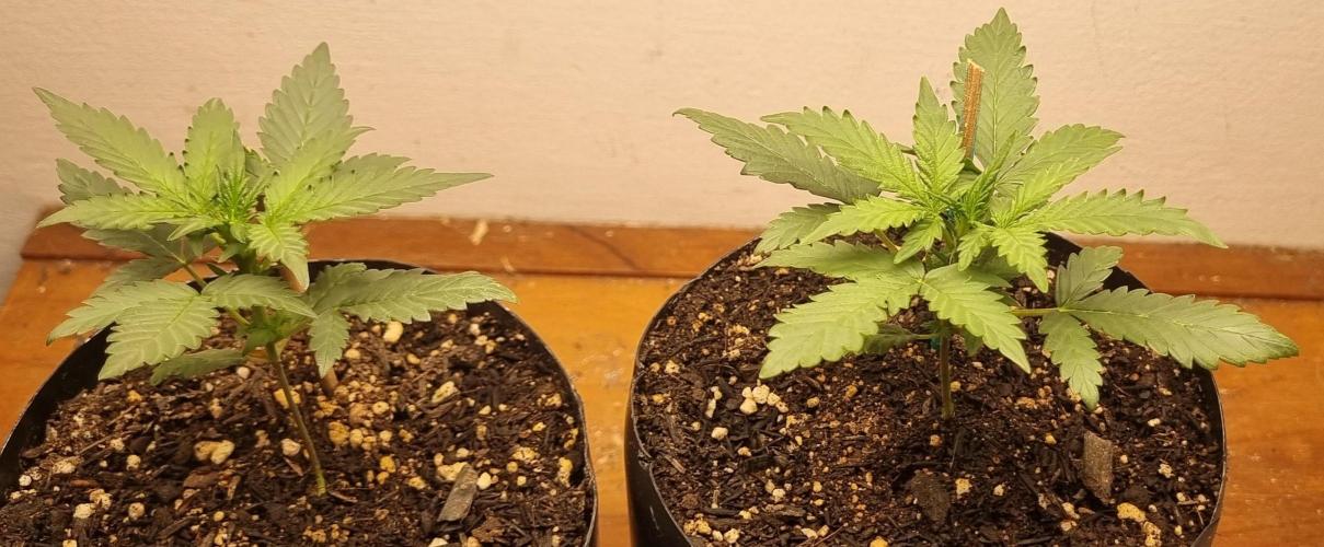 12h from seed Pound Cake Auto. Week 3 - 30/12 - 20d