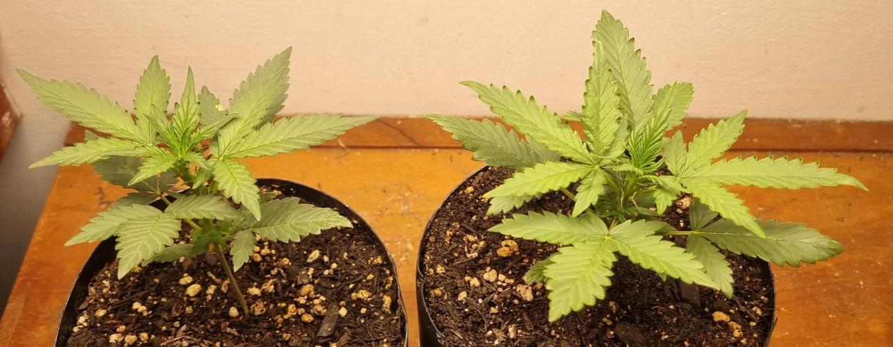 12h from seed Pound Cake Auto. Week 3 - 31/12 - 21d