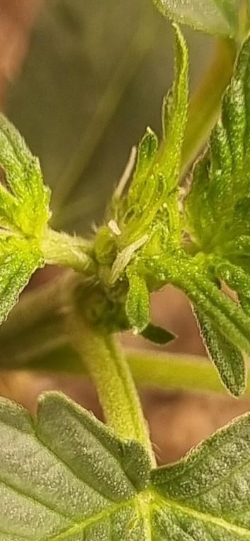 12h from seed Pound Cake Auto. Week 3 - 17 days first pistils