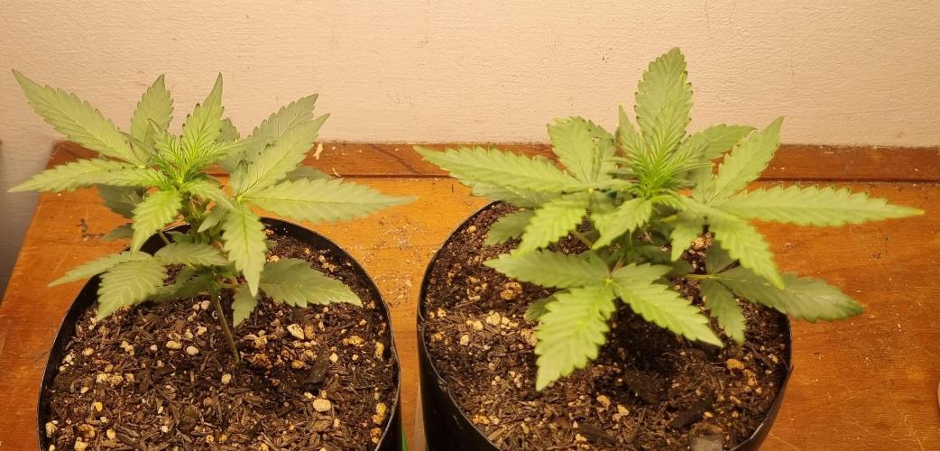 12h from seed Pound Cake Auto. Week 4 - 01/01 - 22d