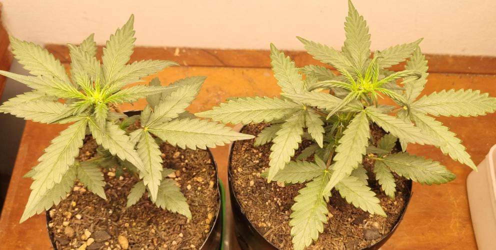 12h from seed Pound Cake Auto. Week 4 - 04/01 - 25d