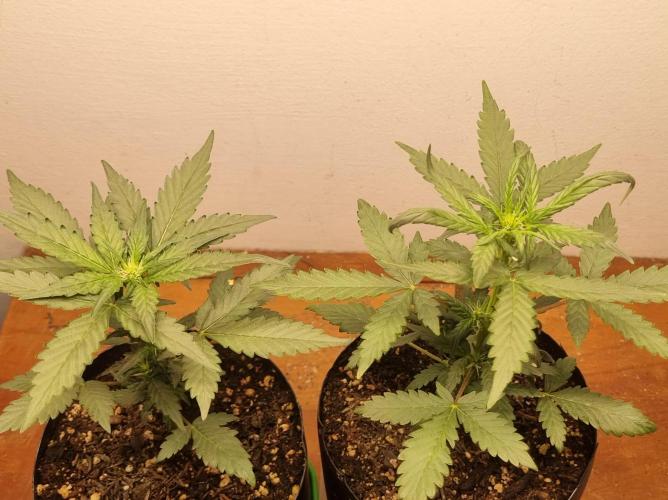 12h from seed Pound Cake Auto. Week 4 - 05/01 - 26d