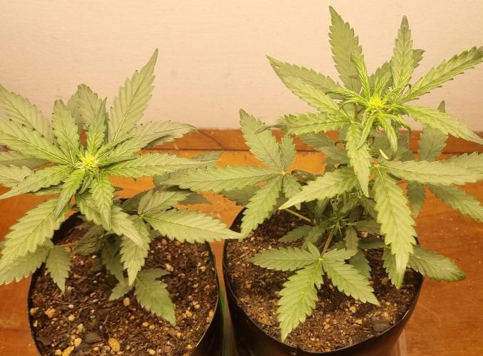 12h from seed Pound Cake Auto. Week 4 - 06/01 - 27d