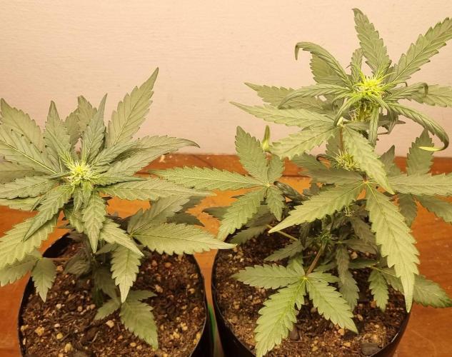 12h from seed Pound Cake Auto. Week 5 - 08/01 - 29d