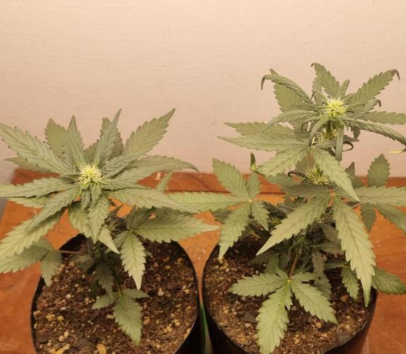 12h from seed Pound Cake Auto. Week 5 - 09/01 - 30d