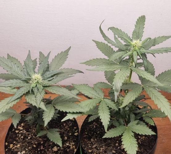 12h from seed Pound Cake Auto. Week 5 - 10/01 - 31d