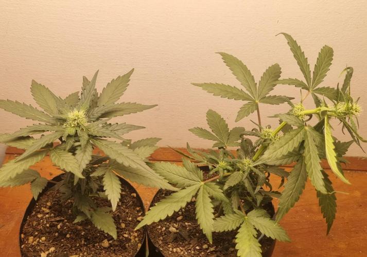 12h from seed Pound Cake Auto. Week 5 - 11/01 - 32d