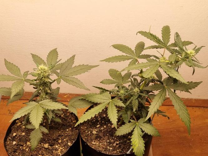 12h from seed Pound Cake Auto. Week 5 - 12/01 - 33d