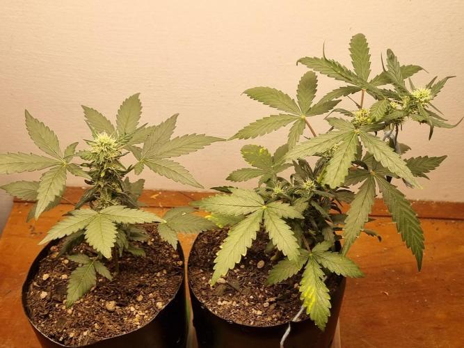 12h from seed Pound Cake Auto. Week 5 - 13/01 - 34d