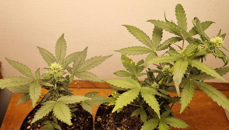 12h from seed Pound Cake Auto. Week 5 - 14/01 - 35d