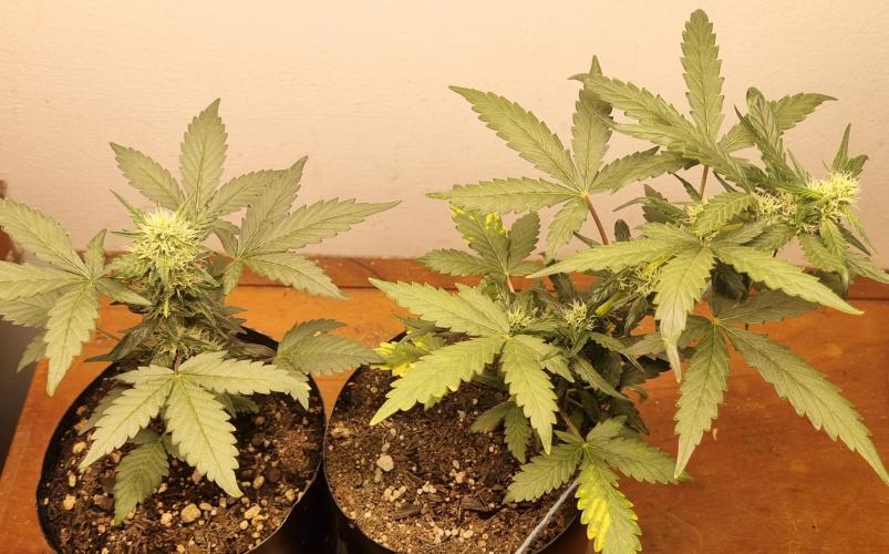 12h from seed Pound Cake Auto. Week 6 - 15/01 - 36d