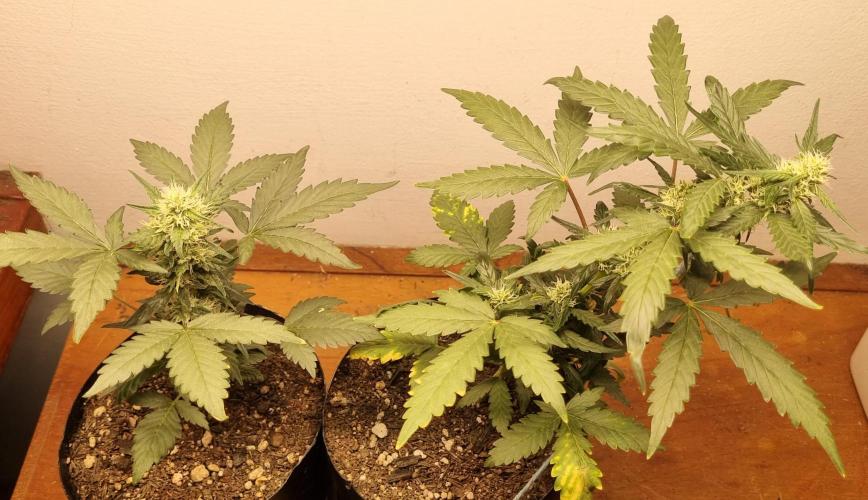 12h from seed Pound Cake Auto. Week 6 - 16/01 - 37d