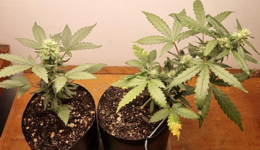 12h from seed Pound Cake Auto. Week 6 - 18/01 - 39d