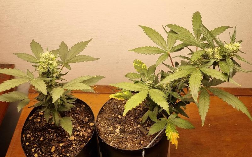 12h from seed Pound Cake Auto. Week 6 - 19/01 - 40d