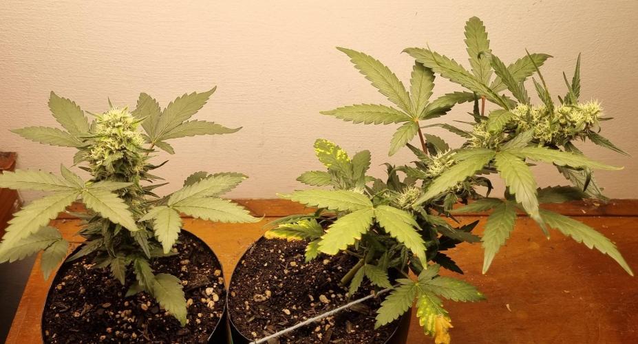 12h from seed Pound Cake Auto. Week 6 - 21/01 - 42d