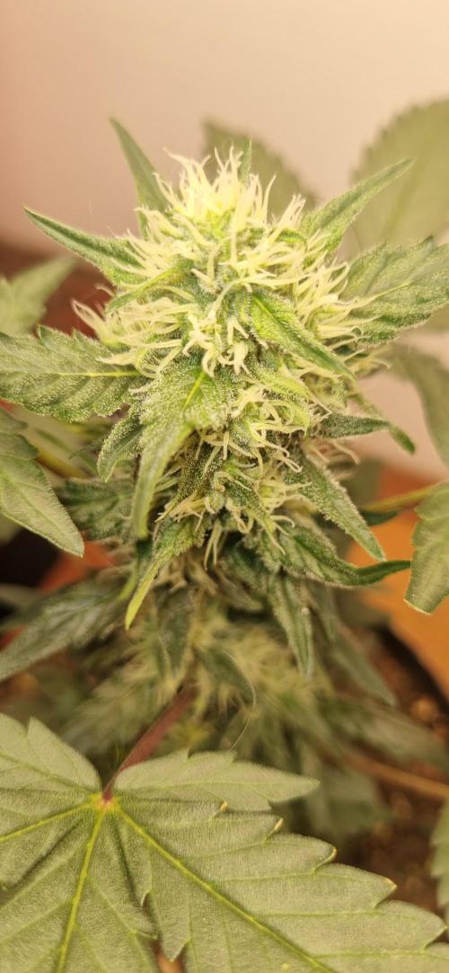 12h from seed Pound Cake Auto. Week 6