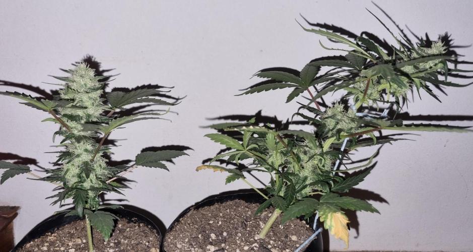 12h from seed Pound Cake Auto. Week 6