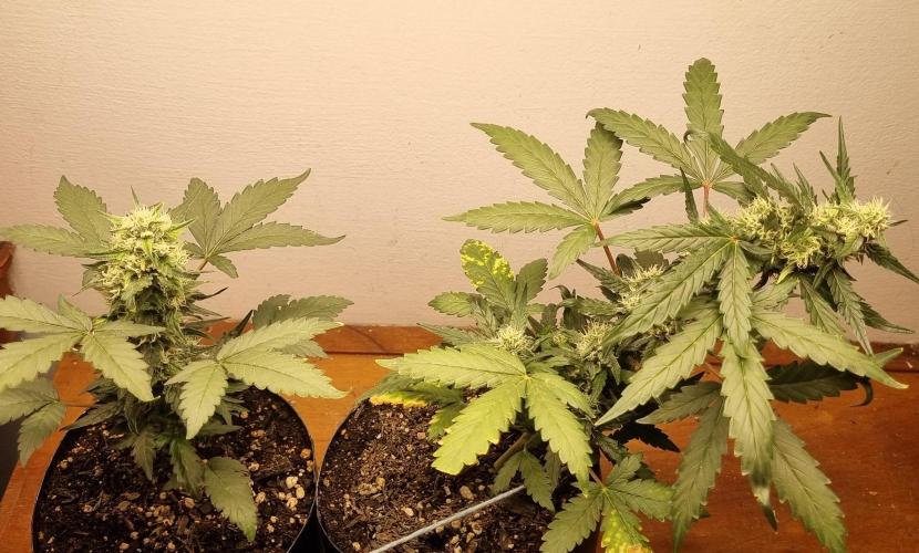 12h from seed Pound Cake Auto. Week 7 - 22/01 - 43d