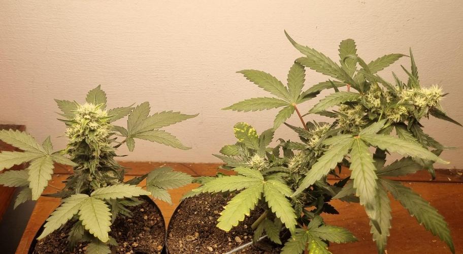 12h from seed Pound Cake Auto. Week 7 - 24/01 - 45d