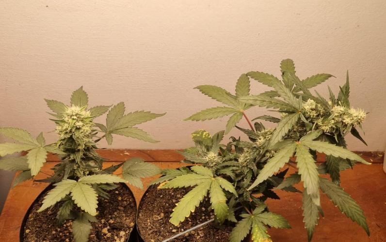 12h from seed Pound Cake Auto. Week 7 - 25/01 - 46d